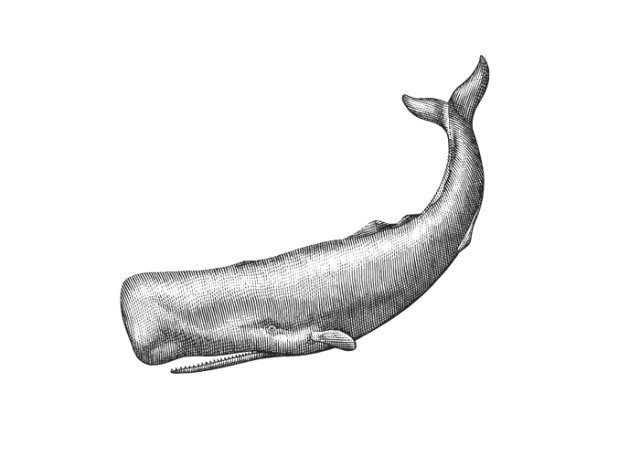 sperm whale art